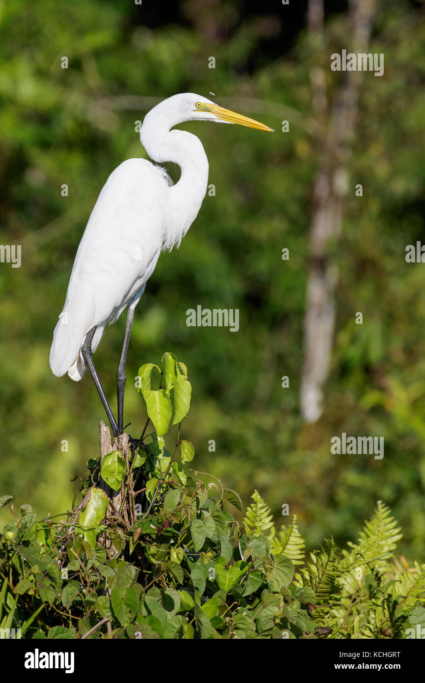 Great Egret (Ardea alba) perched on a branch in the Amazon in Peru. Stock Photo