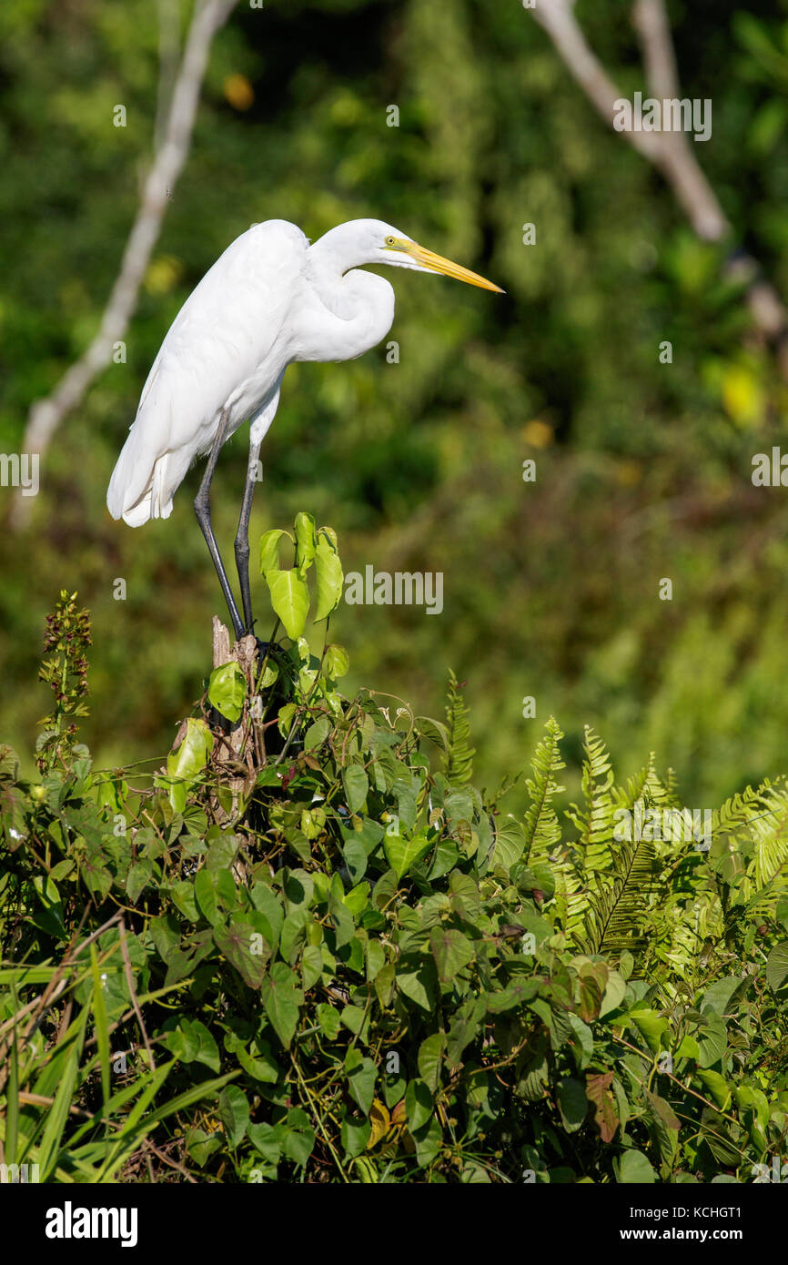 Great Egret (Ardea alba) perched on a branch in the Amazon in Peru Stock Photo
