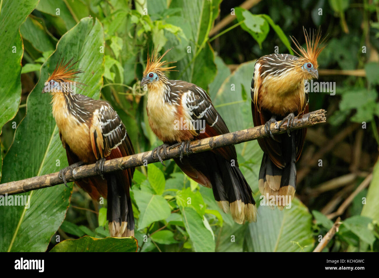 Hoatzin (Opisthocomus hoazin) perched on a branch in Manu National Park, Peru. Stock Photo