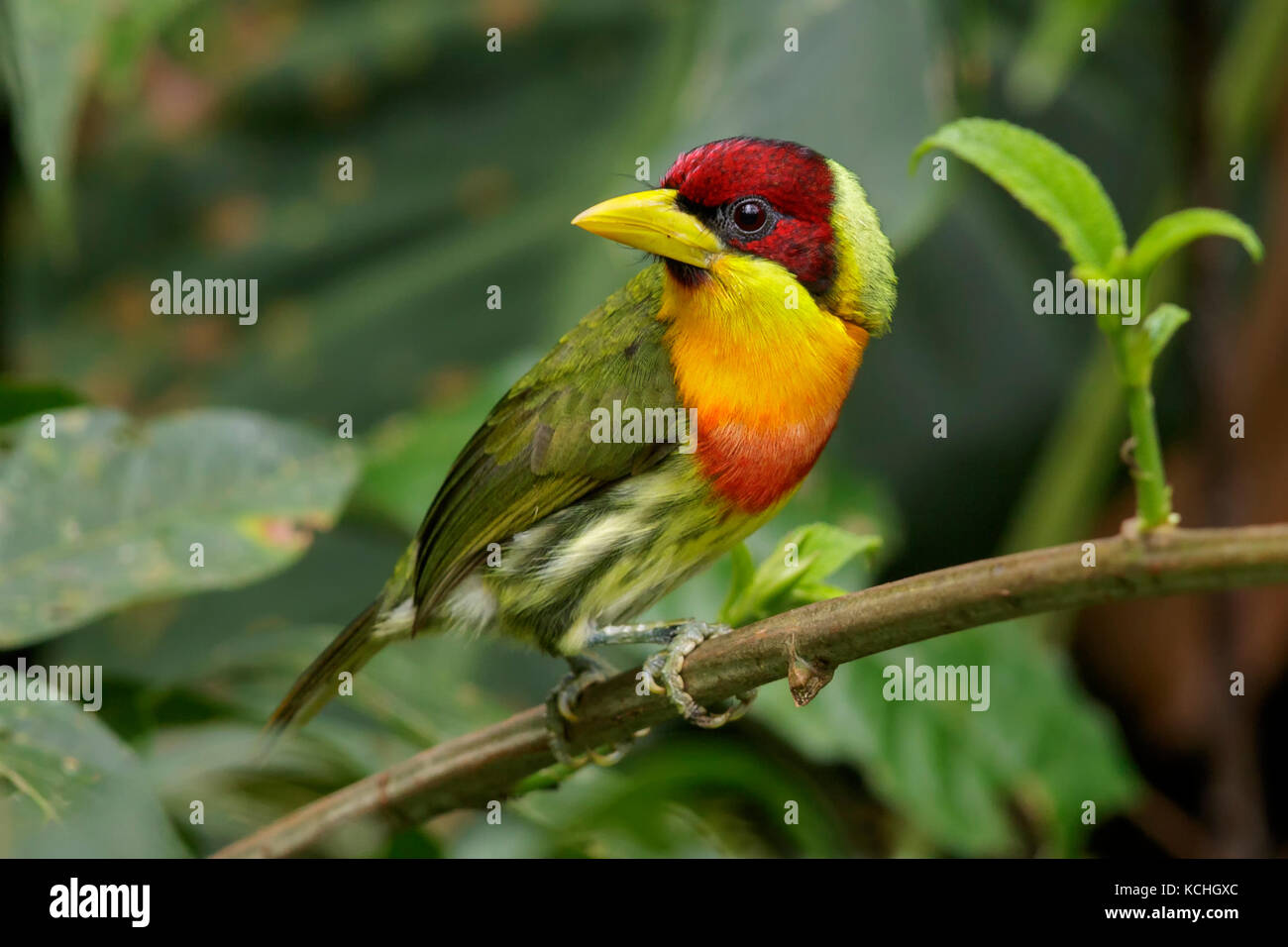 perched on a branch in Manu National Park, Peru Stock Photo