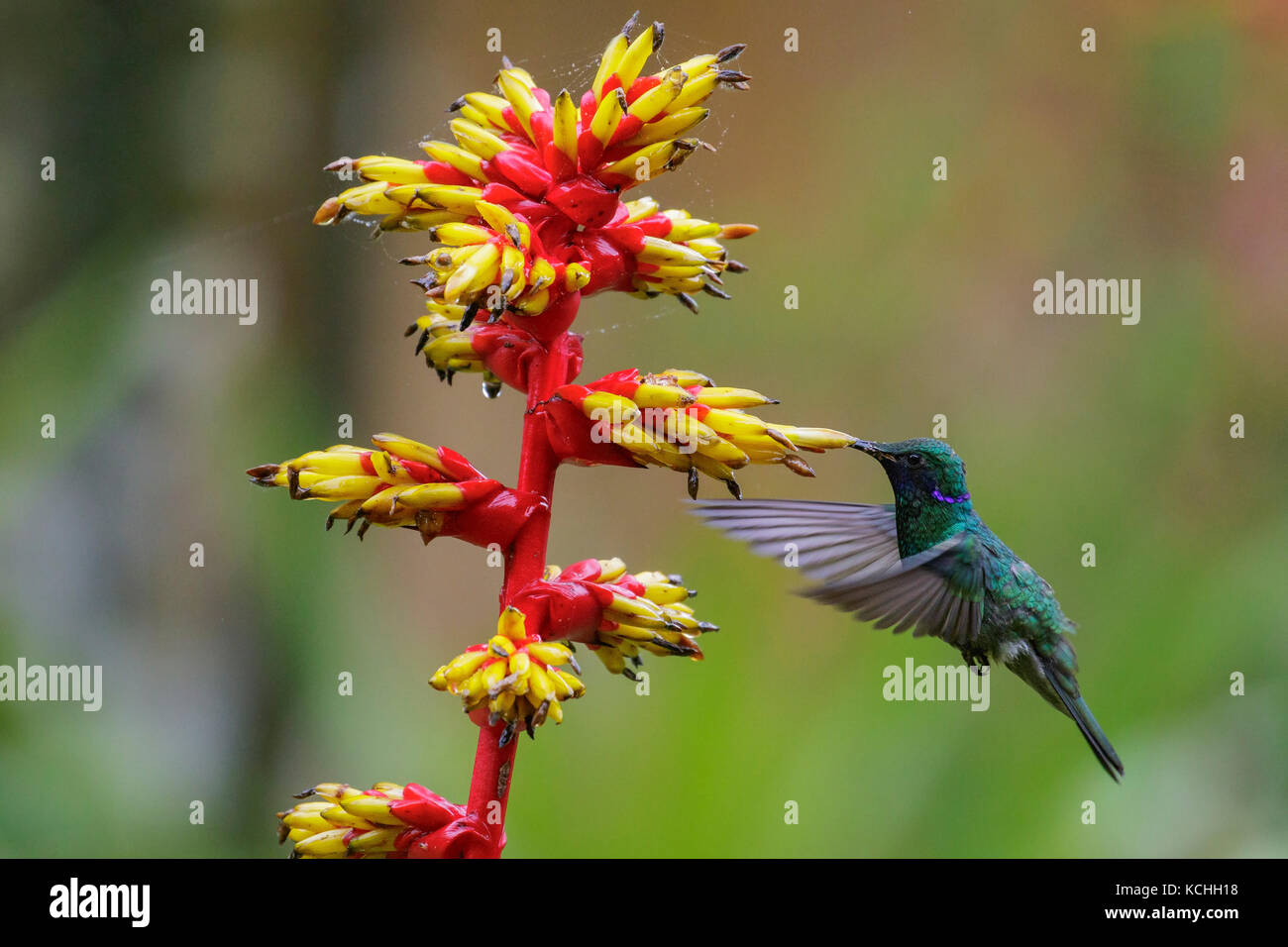 Sparkling Violet-ear (Colibri coruscans) flying and feeding at a flower in the Amazon in Peru. Stock Photo