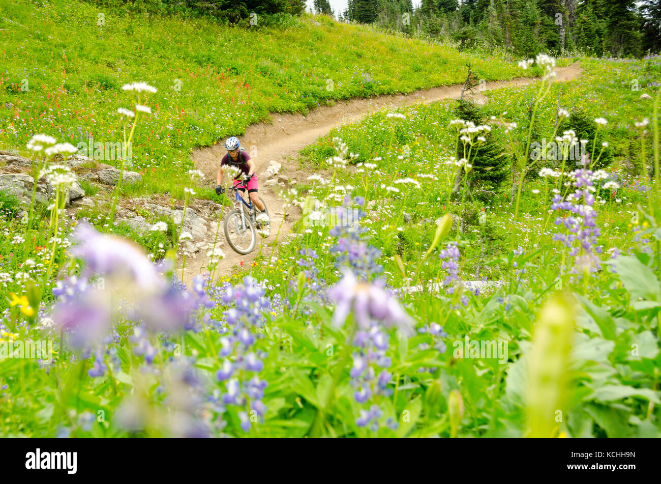 Mountain biking on alpine singletrack on Frisbee Ridge, Revelstoke, BC Stock Photo