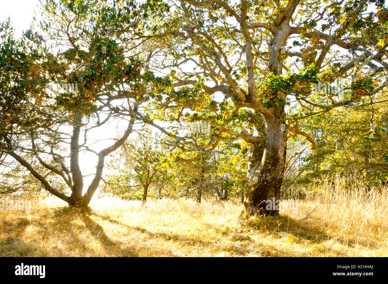 Garry Oak (Quercus garryana) trees in Helliwell Provincial Park, Hornby Island, BC Stock Photo