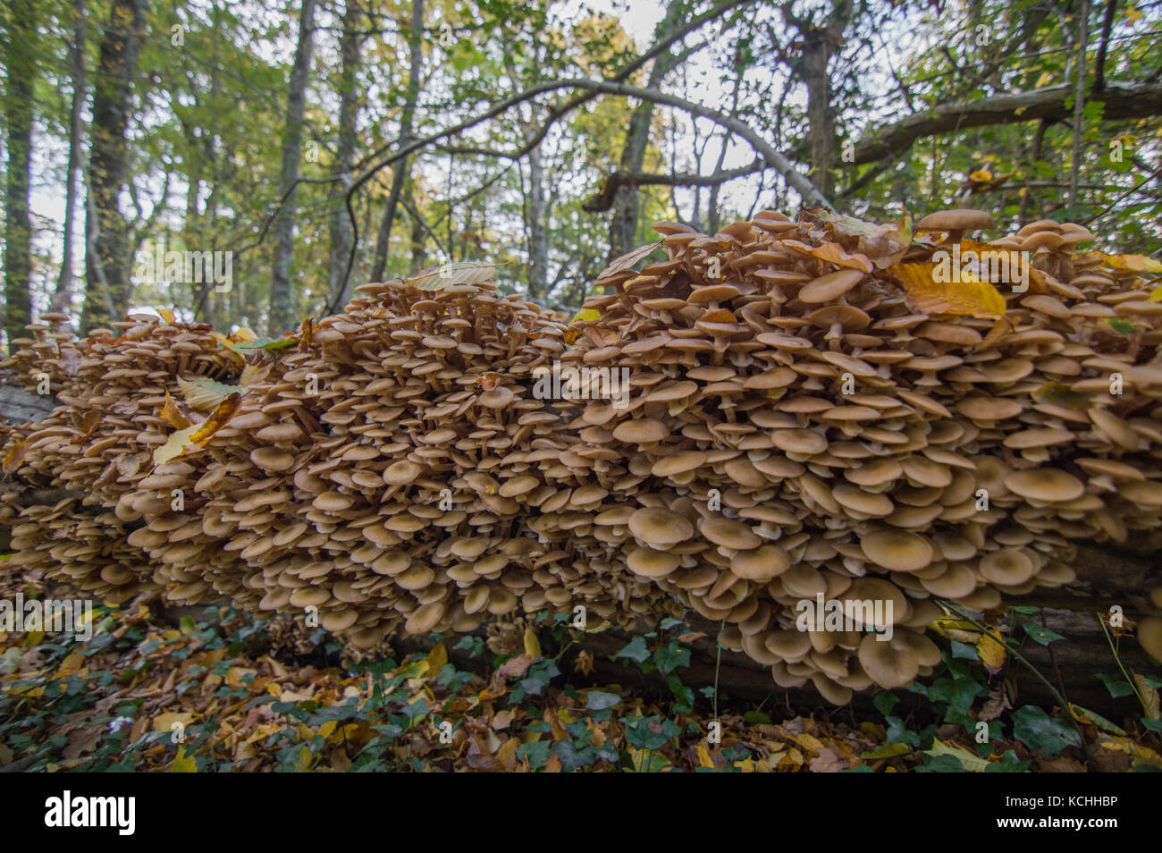 Forest mushrooms en masse, covering a fallen tree in autumn. Stock Photo
