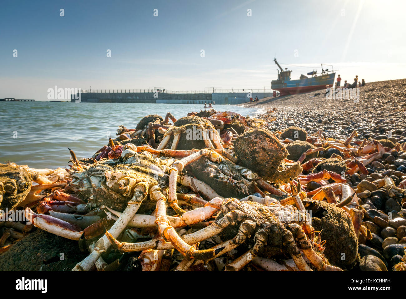 Crab shells discarded on beach in front of commercial fishing boat and