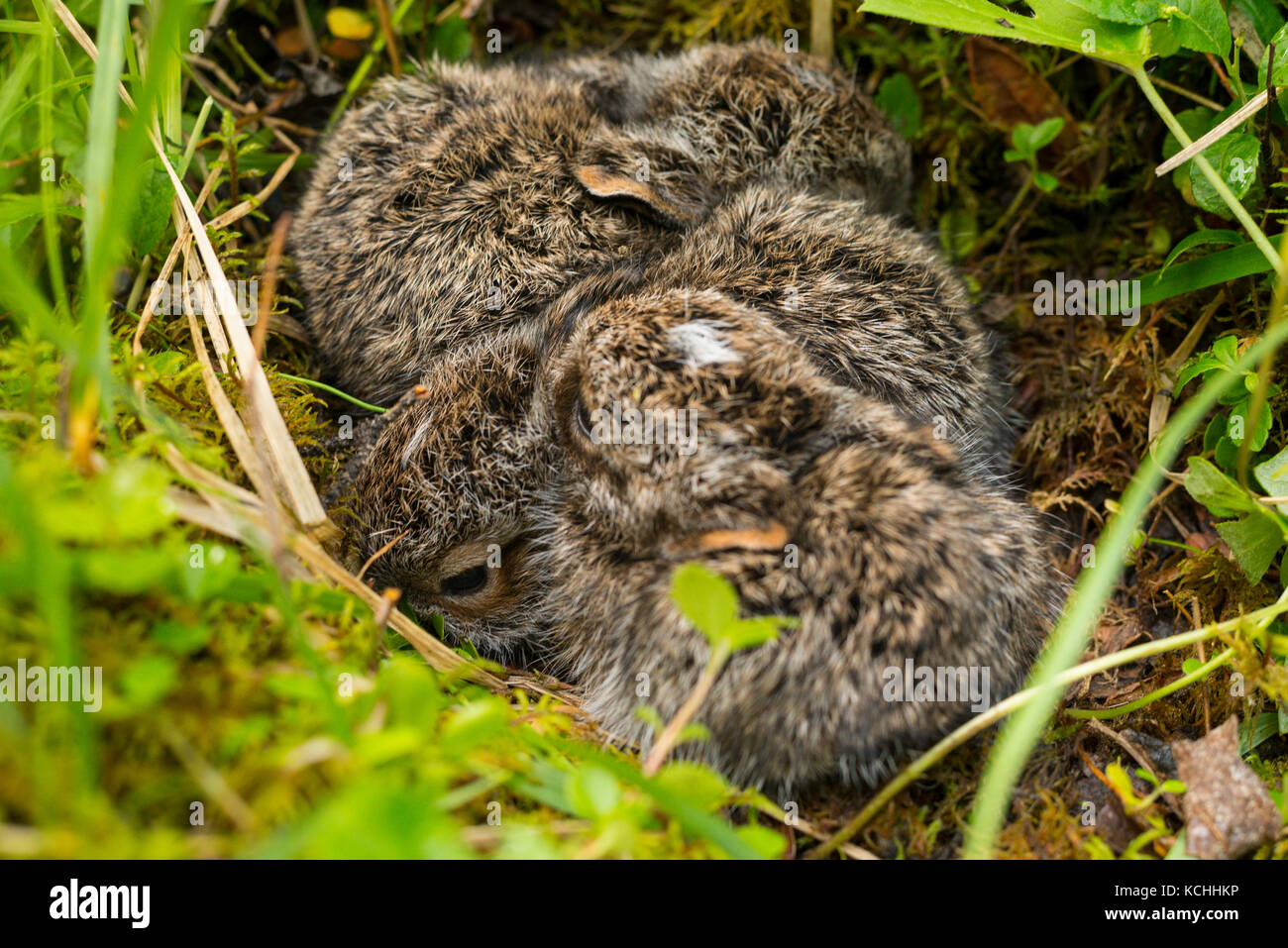 Baby snowshoe hares (Lepus americanus)! Near Hudson's Hope, BC Stock Photo