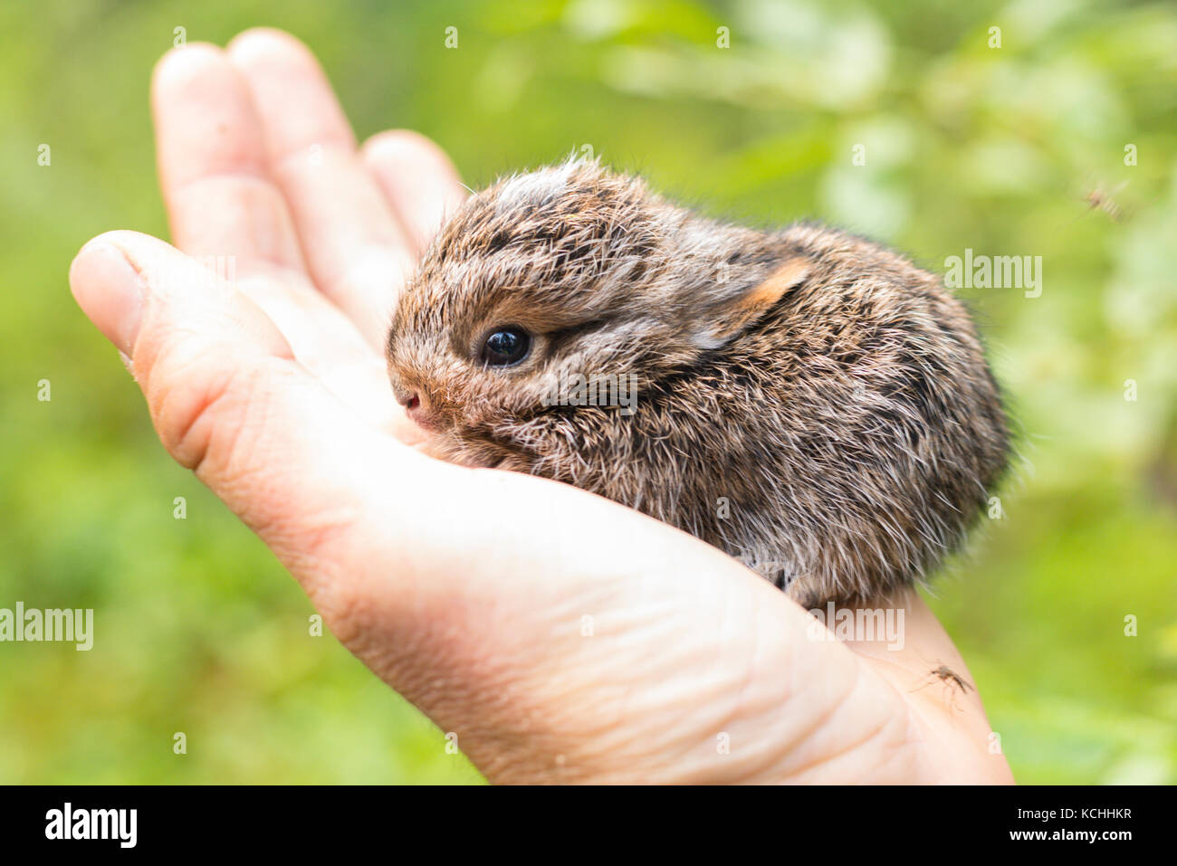 A baby snowshoe hare (Lepus americanus) in the hand Stock Photo