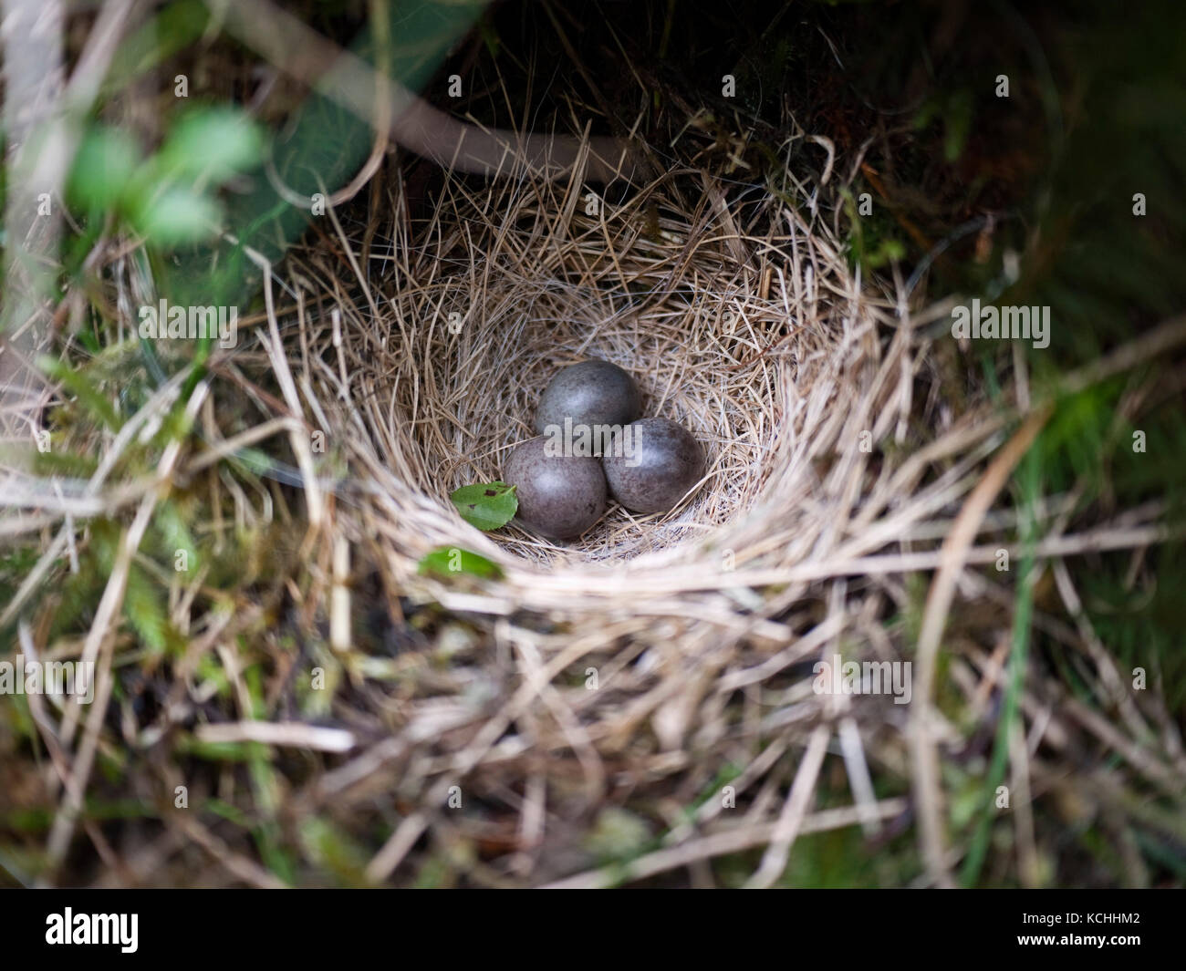 Meadow pipit (Anthus pratensis) nest with three eggs, Cwm Bochlwyd, Snowdonia, North Wales Stock Photo