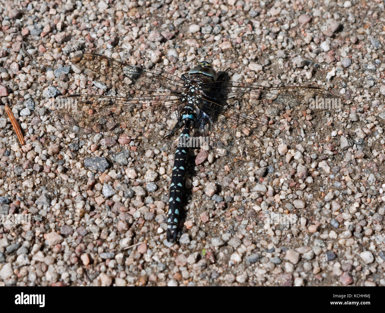 Male common hawker dragonfly (Aeshna juncea) on Rannoch Moor, Scottish