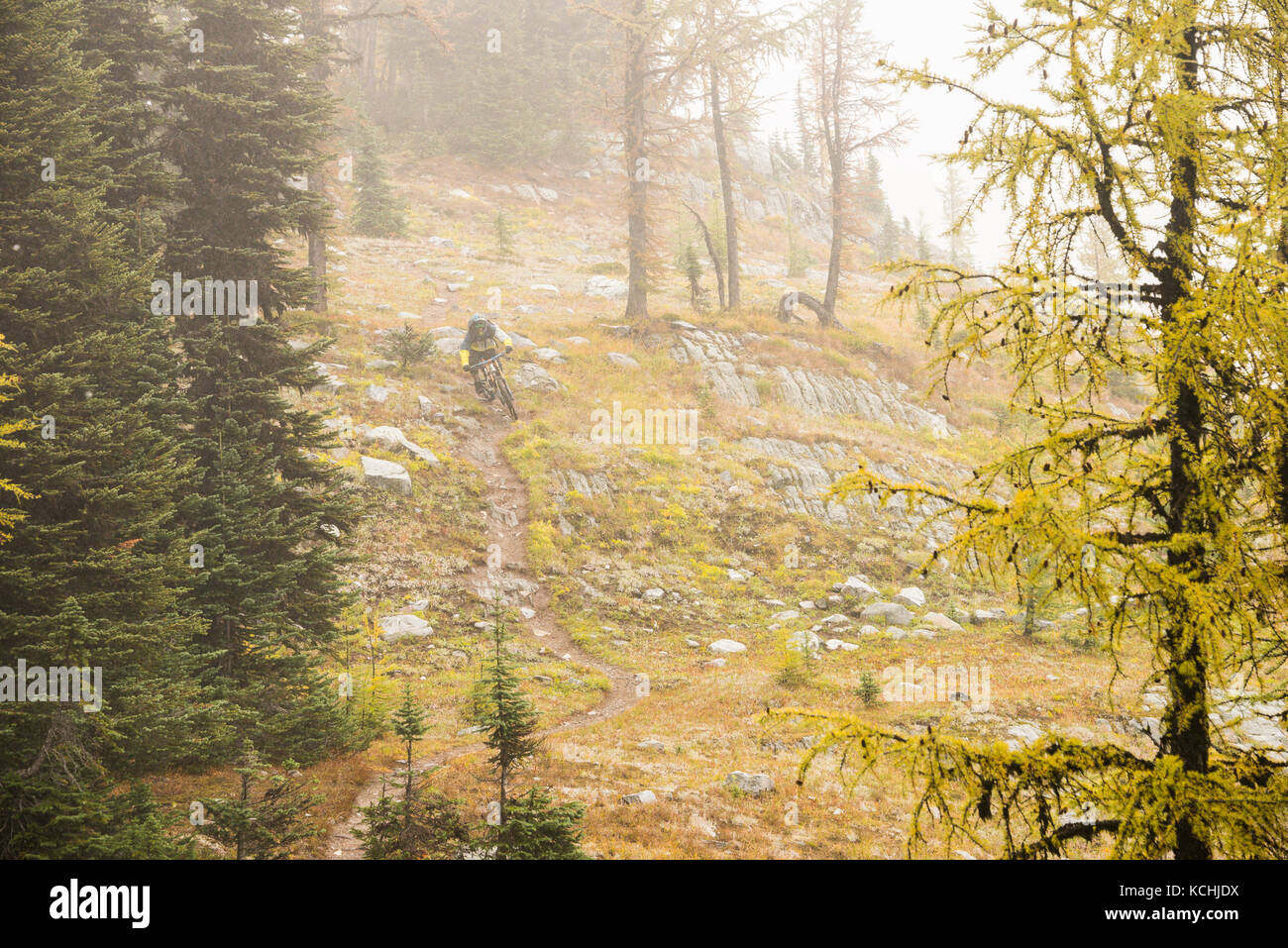 A mountain biker rides down a trail with fog and yellow larch trees at Jumbo Pass, British Columbia Stock Photo