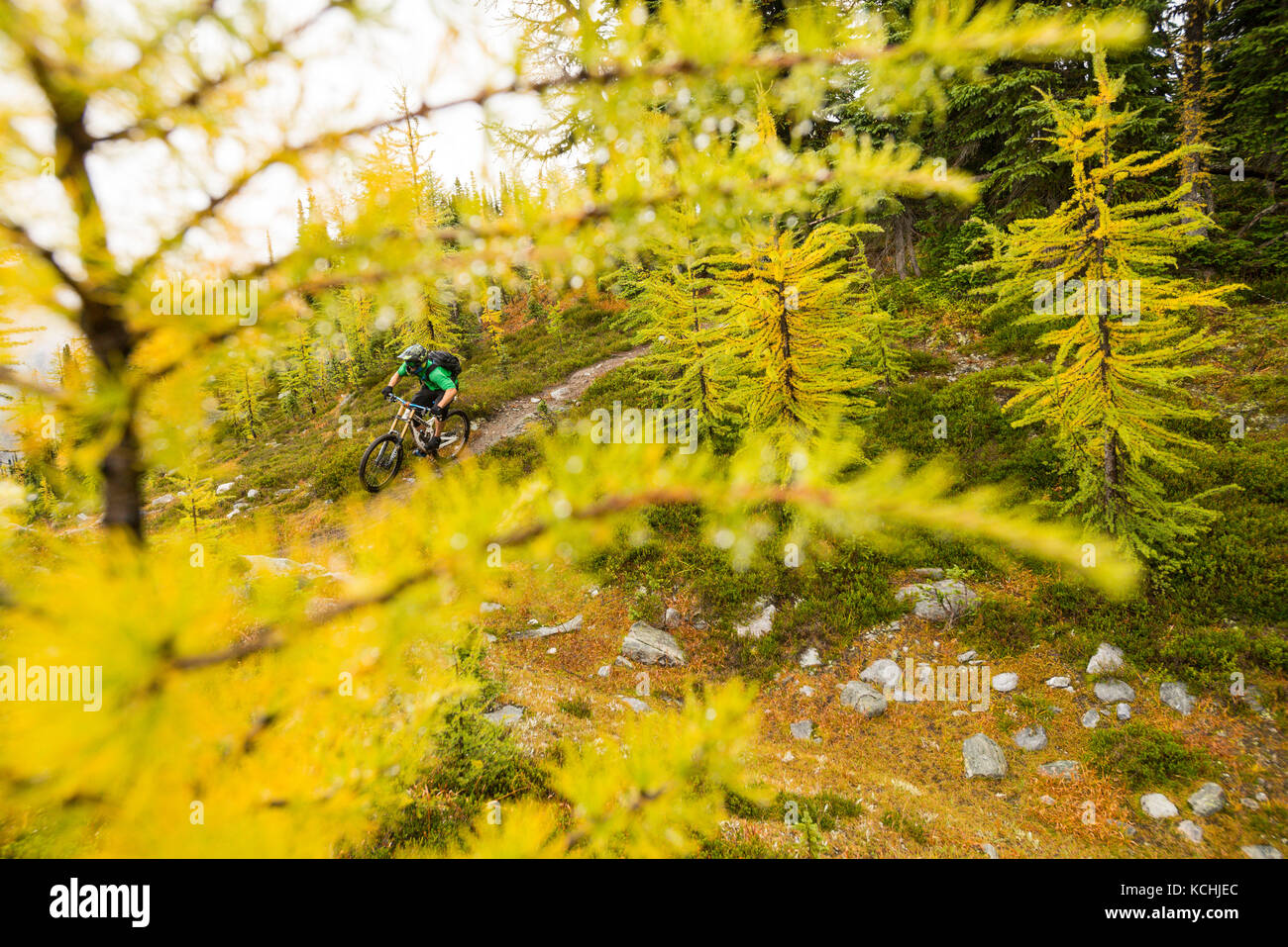 A mountain biker rides down a trail behind yellow larch trees at Jumbo Pass, British Columbia Stock Photo