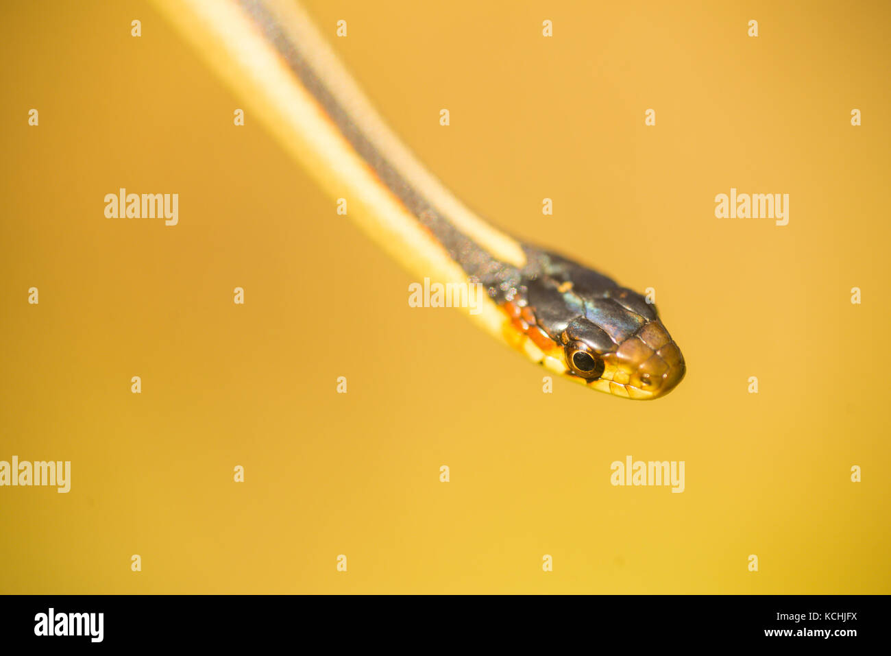 A garter snake up close with a yellow background Stock Photo