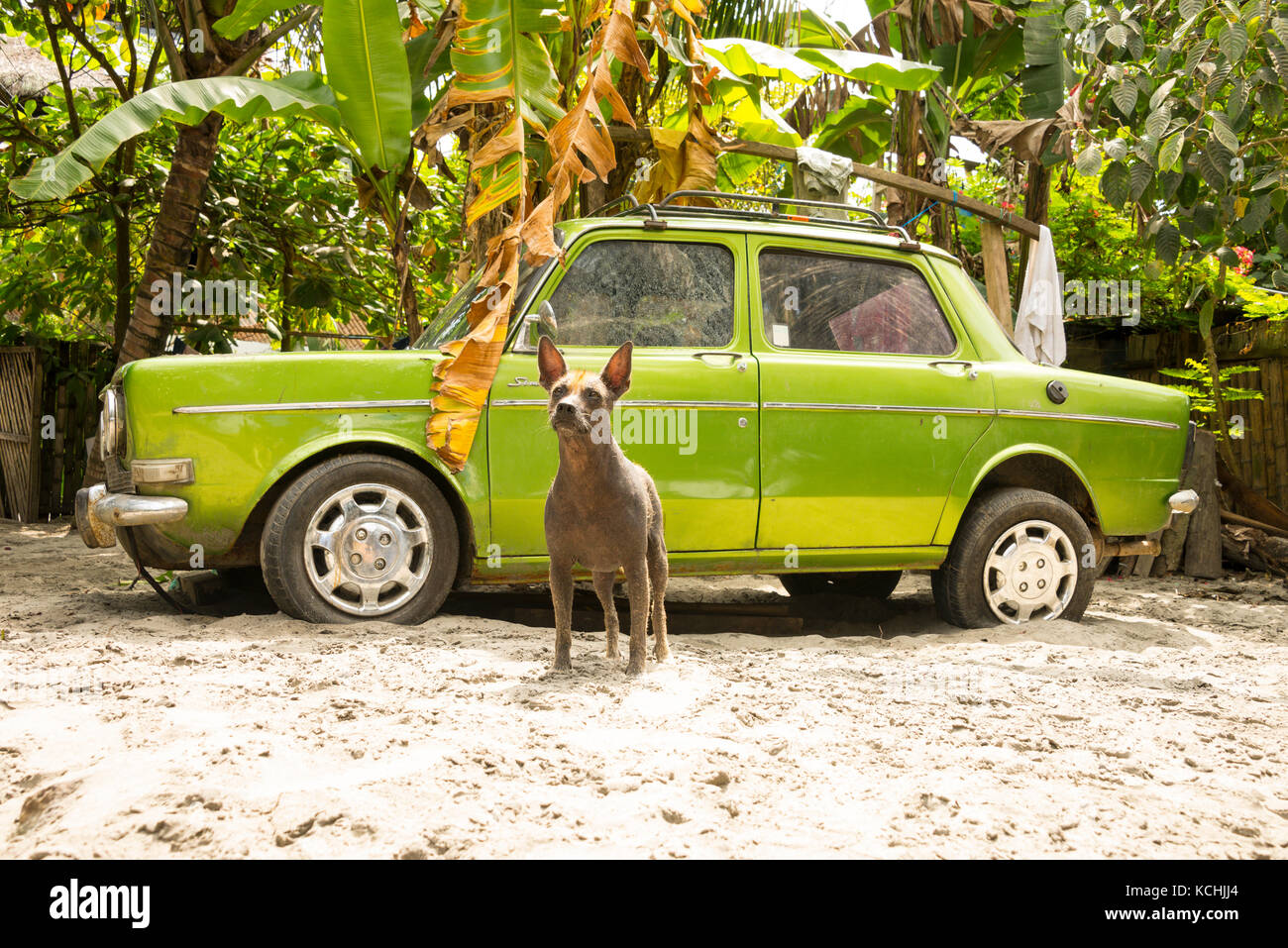A dog stands in front of an old car in Ecuador Stock Photo