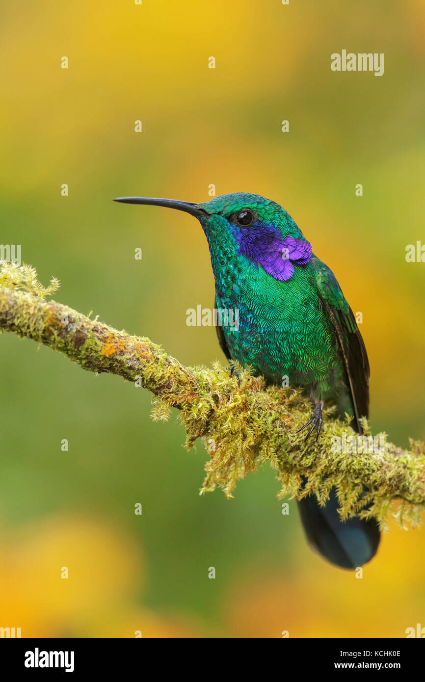 Green Violet-ear (Colibri thalassinus) perched on a branch in the mountains of Colombia, South America. Stock Photo