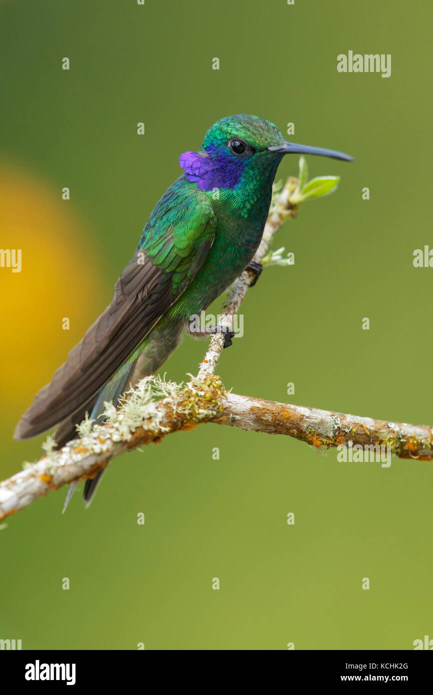 Green Violet-ear (Colibri thalassinus) perched on a branch in the mountains of Colombia, South America. Stock Photo