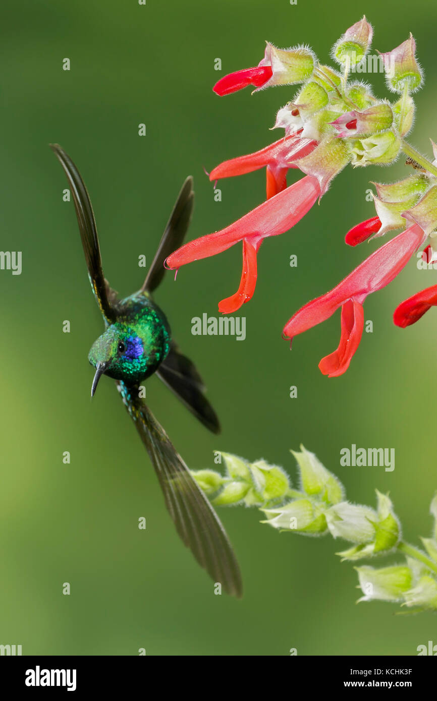 Green Violet-ear (Colibri thalassinus) flying and feeding at a flower in the mountains of Colombia, South America. Stock Photo