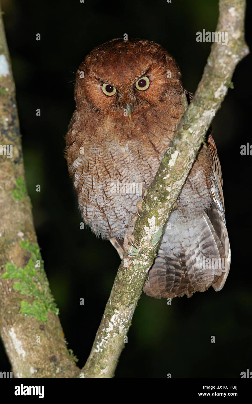 Santa Marta Screech Owl (Megascops gilesi) perched on a branch in the mountains of Colombia, South America. Stock Photo