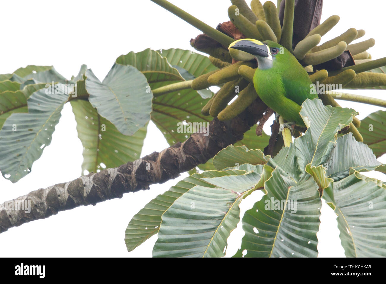 Emerald Toucanet (Aulacorhynchus prasinus) perched on a branch in the mountains of Colombia, South America. Stock Photo