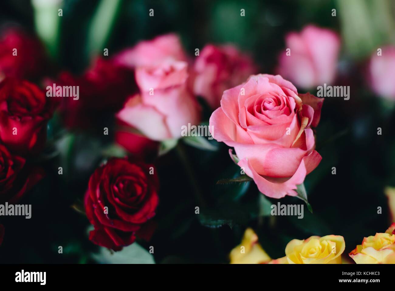 Big Picture Red Roses Pink Roses Beautiful bouquet of red and pink roses in the florist shop Stock Photo ...