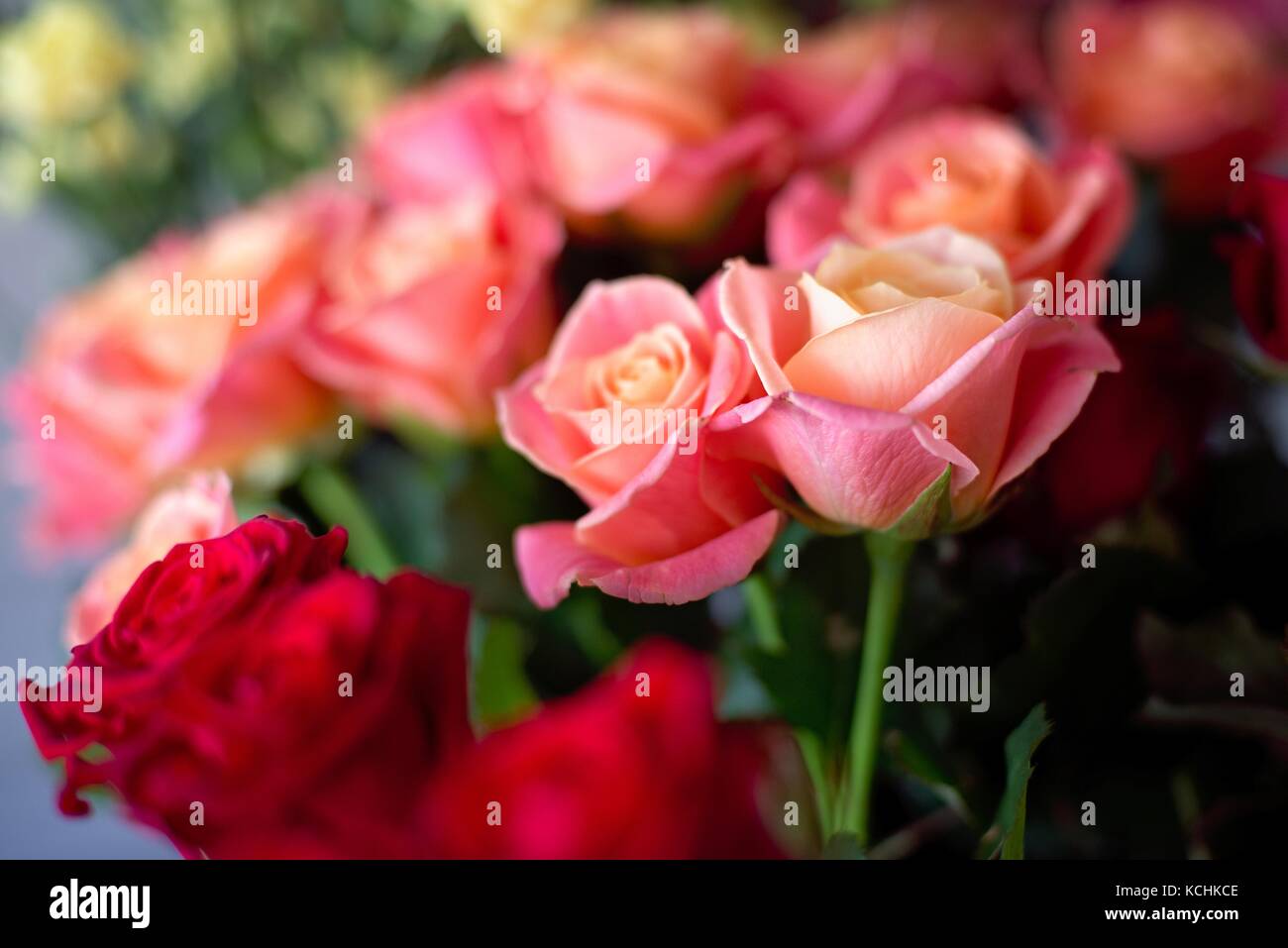 Big Picture Red Roses Pink Roses Beautiful bouquet of red and pink roses in the florist shop Stock Photo ...