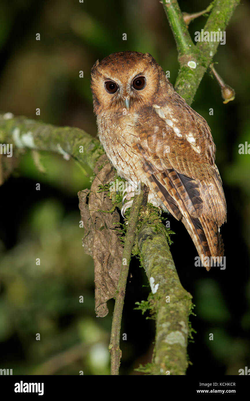 Colombian Screech Owl (Megascops colombianus) perched on a branch in the mountains of Colombia, South America. Stock Photo