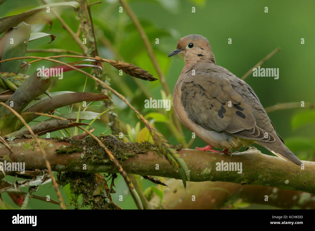 Eared Dove (Zenaida auriculata) perched on a branch in the mountains of Colombia, South America. Stock Photo