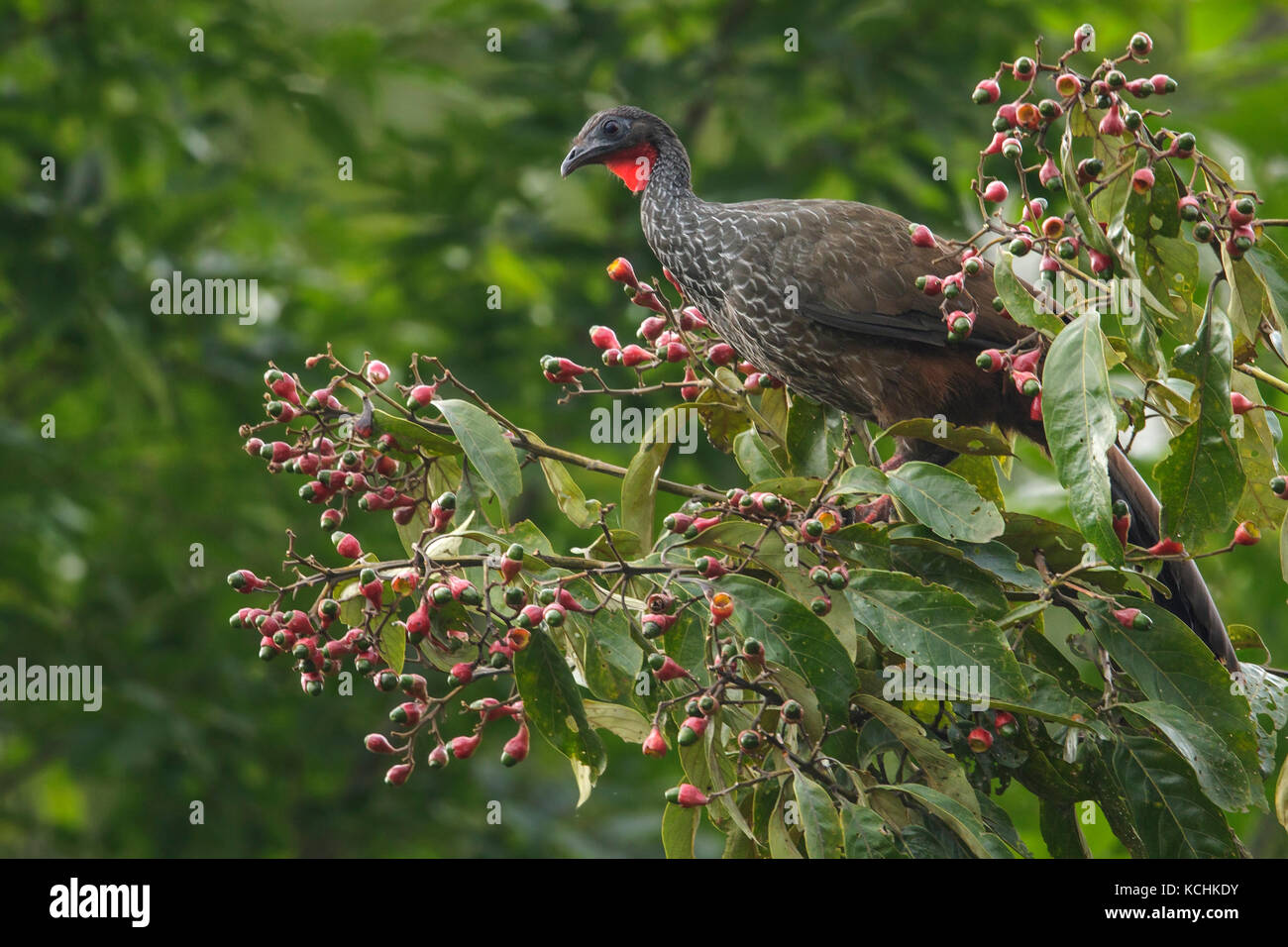 Cauca Guan (Penelope perspicax)  perched on a branch in the mountains of Colombia, South America. Stock Photo