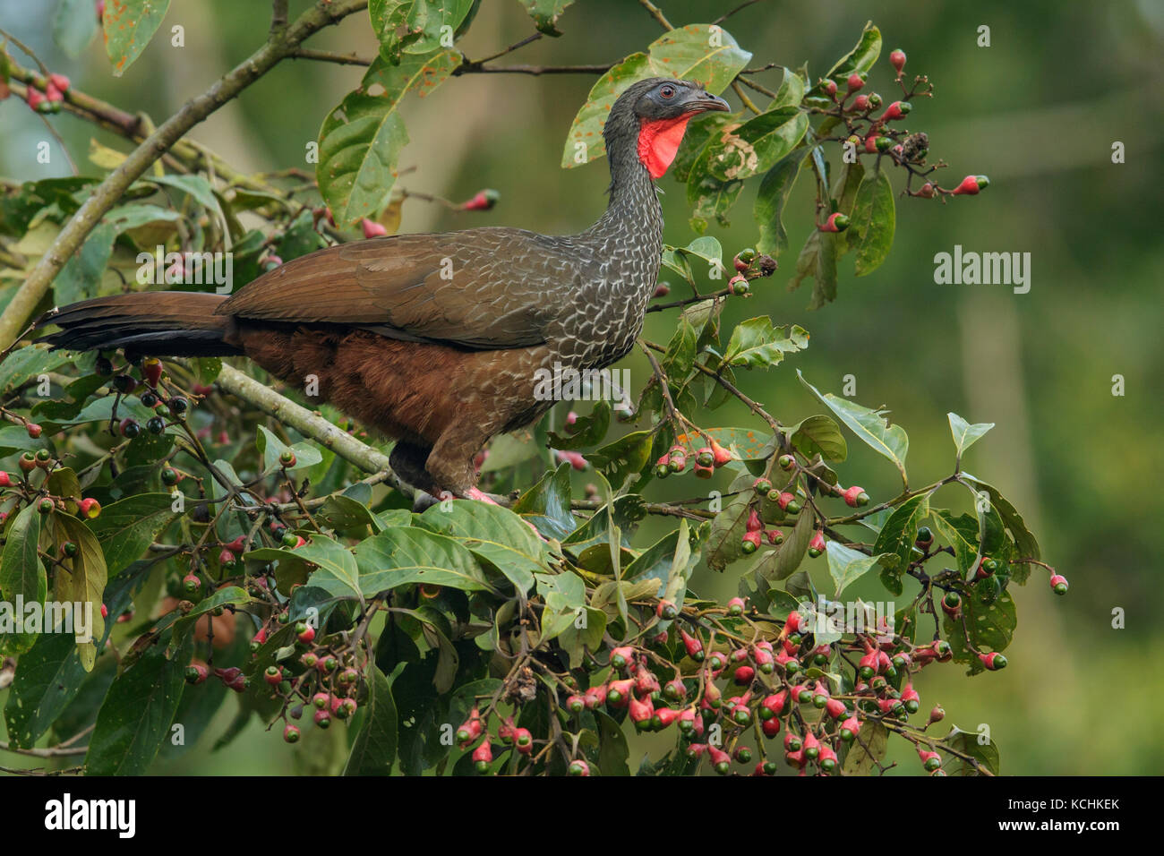 Cauca Guan (Penelope perspicax)  perched on a branch in the mountains of Colombia, South America. Stock Photo