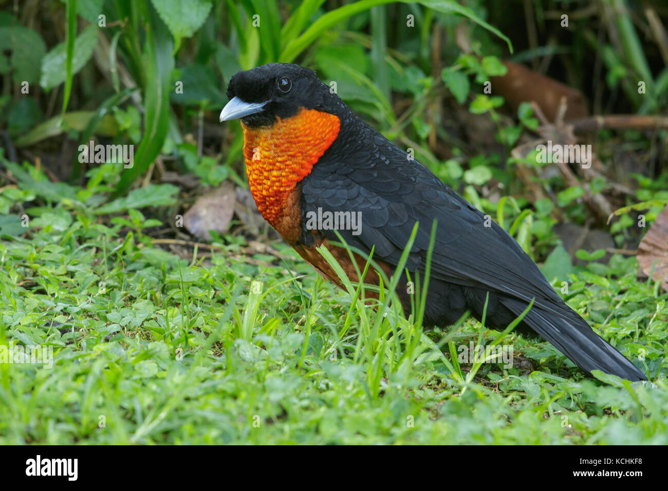 Red-ruffed Fruitcrow (Pyroderus scutatus) perched on the ground in the mountains of Colombia, South America. Stock Photo