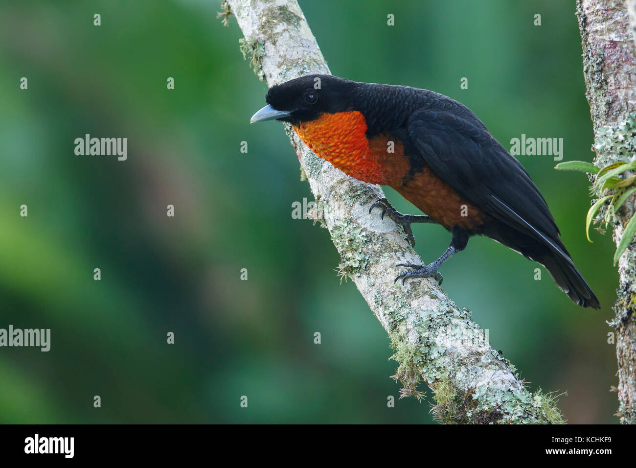 Red-ruffed Fruitcrow (Pyroderus scutatus) perched on a branch in the mountains of Colombia, South America. Stock Photo