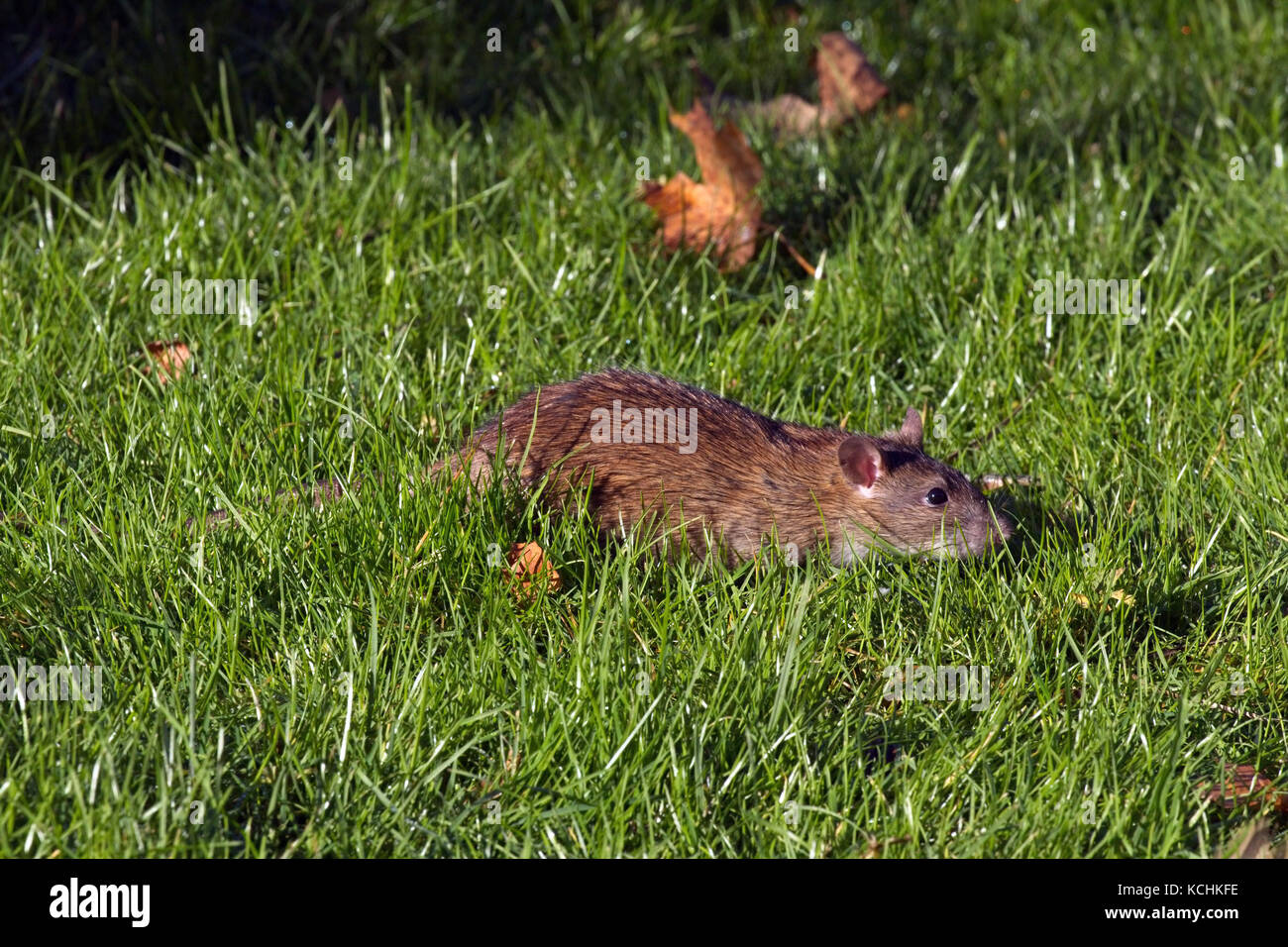 Big rat in the park in Sweden Stock Photo - Alamy