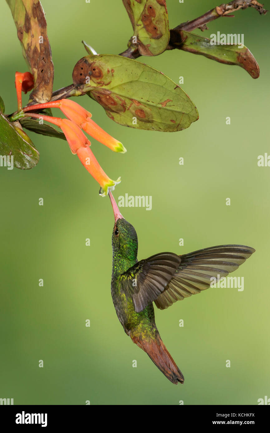 Rufous-tailed Hummingbird (Amazilia tzacatl) flying and feeding at a flower in the mountains of Colombia, South America. Stock Photo