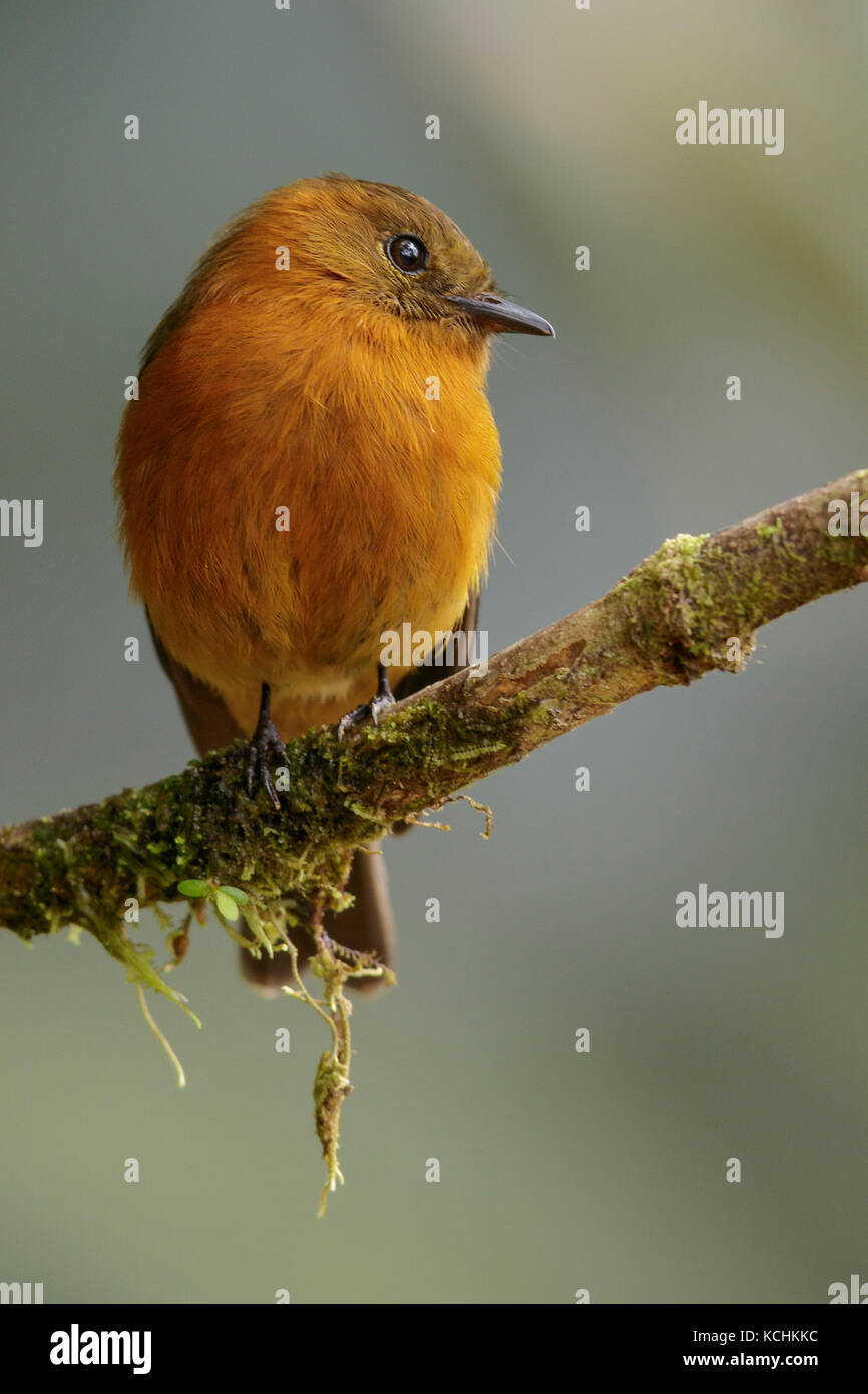 Cinnamon Flycatcher (Pyrrhomyias cinnamomea) perched on a branch in the mountains of Colombia, South America Stock Photo