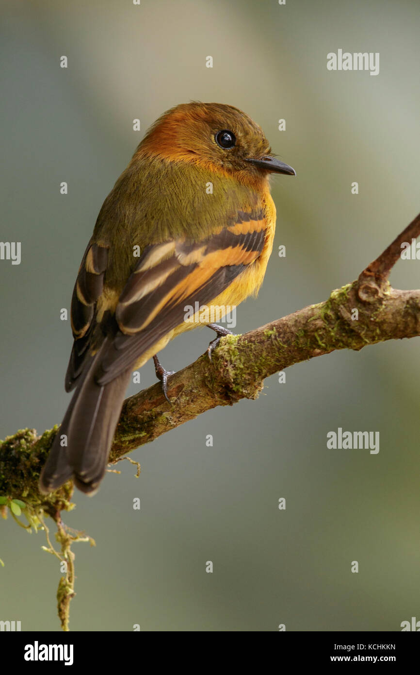 Cinnamon Flycatcher (Pyrrhomyias cinnamomea) perched on a branch in the mountains of Colombia, South America. Stock Photo