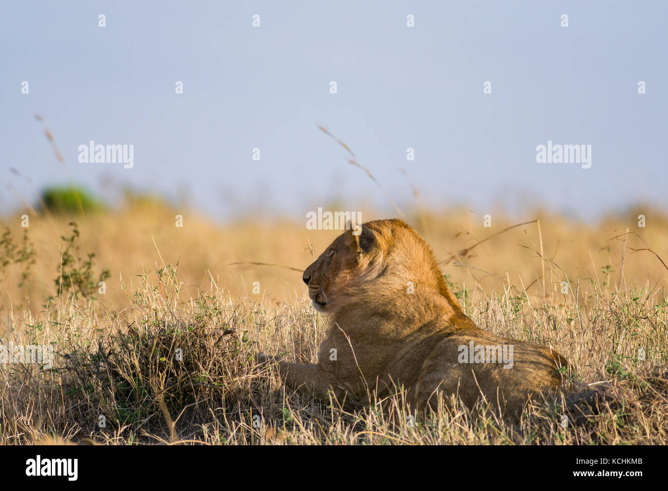 Lion sitting resting (panthera leo), Masai Mara National Game Park ...