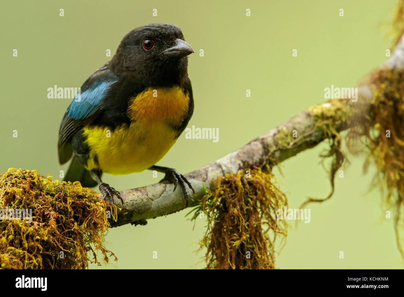 Black and Gold Tanager (Bangsia melanochlamys) perched on a branch in the mountains of Colombia, South America. Stock Photo