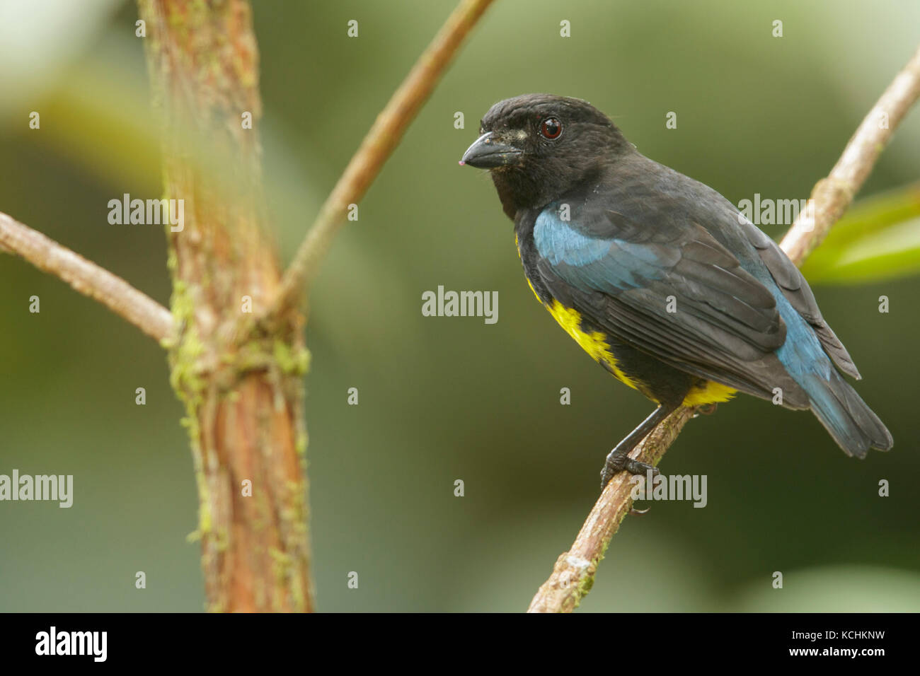 Black and Gold Tanager (Bangsia melanochlamys) perched on a branch in the mountains of Colombia, South America. Stock Photo