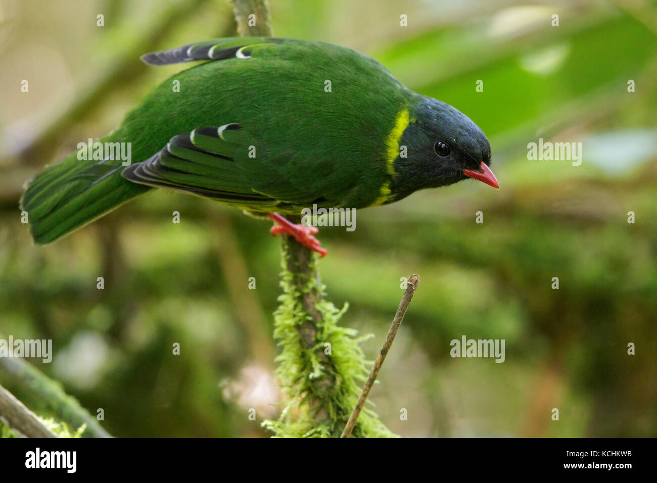 Green and Black Fruiteater (Pipreola riefferii)  perched on a branch in the mountains of Colombia, South America Stock Photo