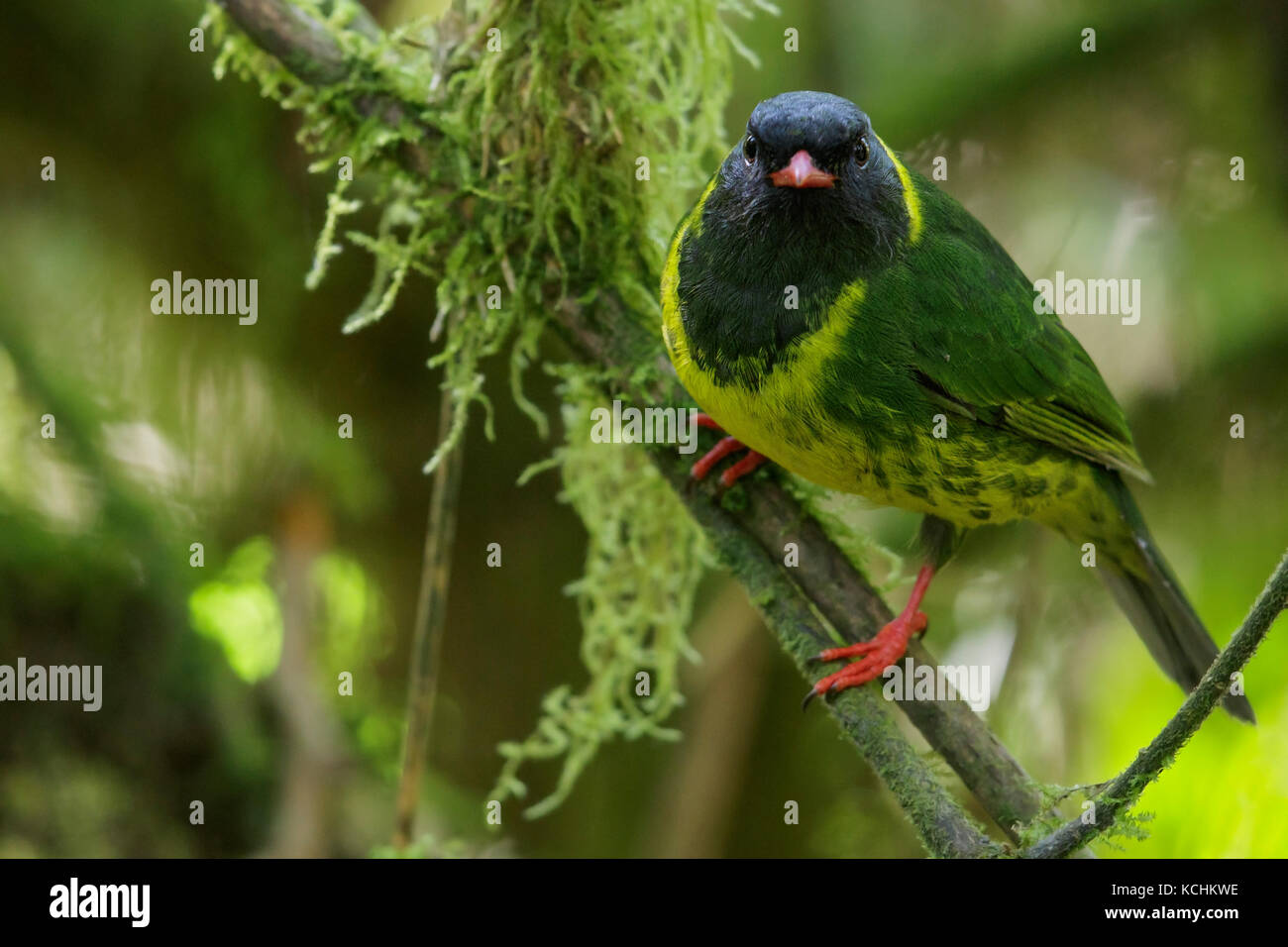Green and Black Fruiteater (Pipreola riefferii)  perched on a branch in the mountains of Colombia, South America. Stock Photo
