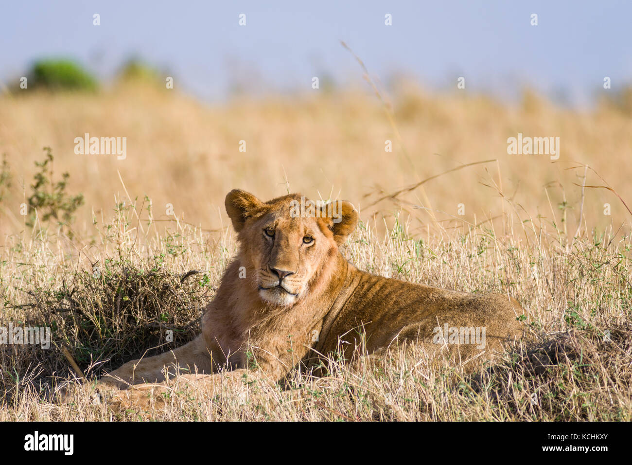 Lion sitting resting (panthera leo), Masai Mara National Game Park ...