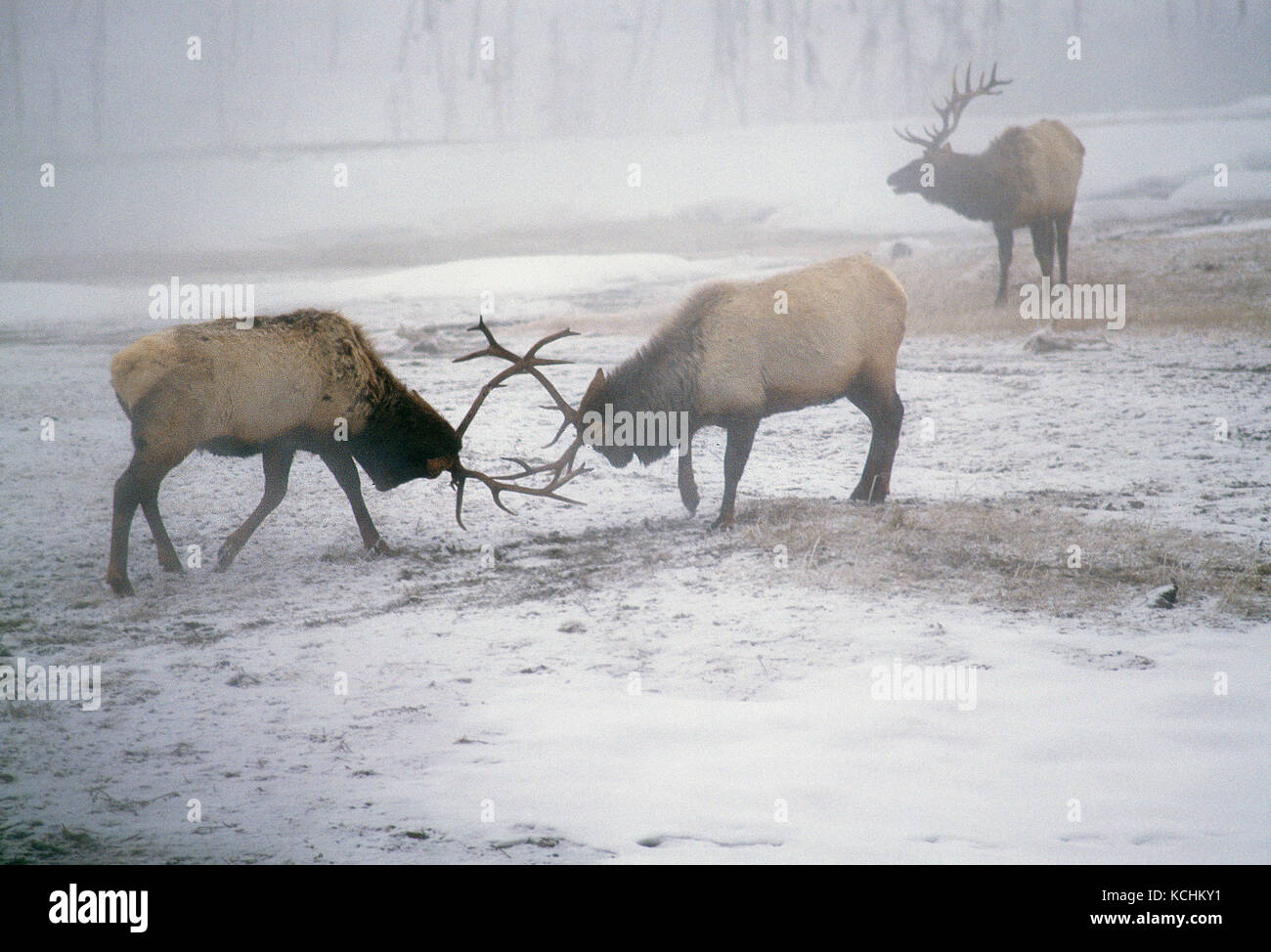 USA. Wyoming. Yellowstone National Park. Wildlife. Elk during the winter rutting season. Stock Photo