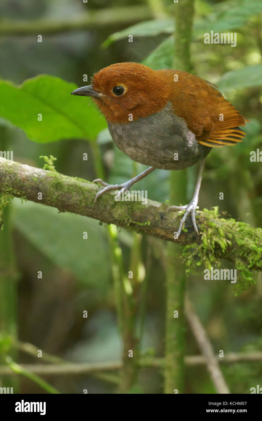Bicolored Antpitta (Grallaria rufocinerea) perched on a branch in the mountains of Colombia, South America. Stock Photo