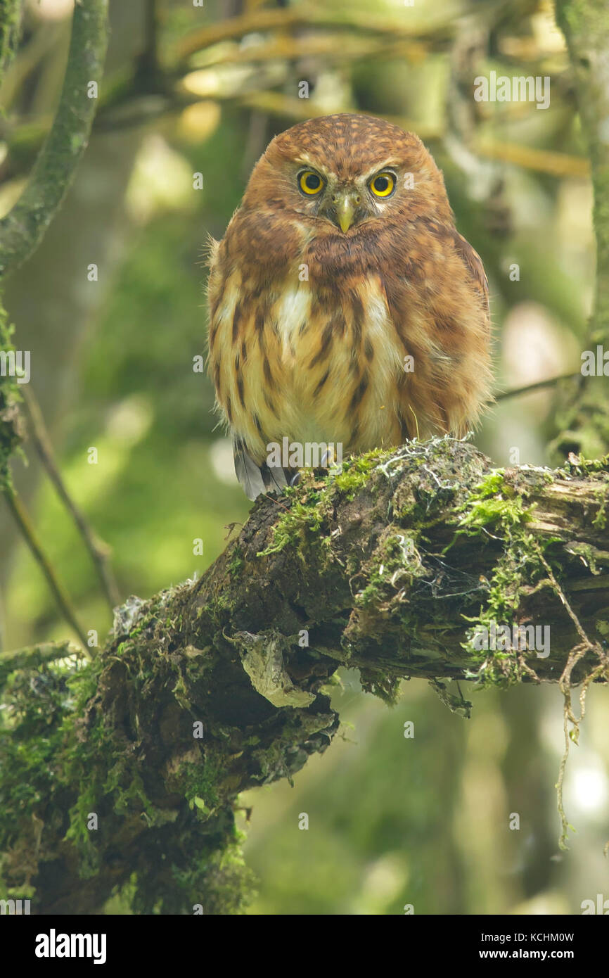 Andean pygmy owl (Glaucidium jardinii) perched on a branch in the mountains of Colombia, South America. Stock Photo