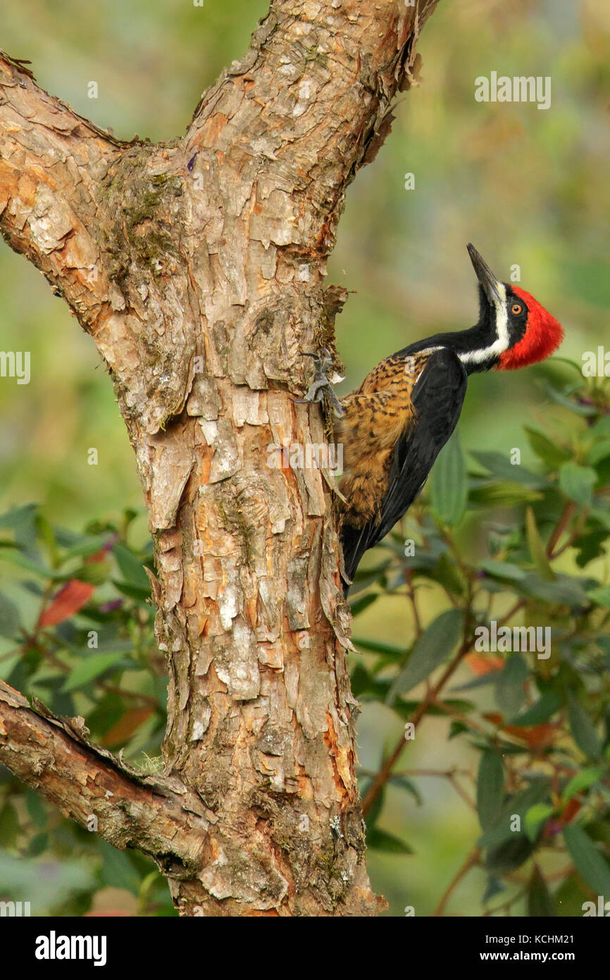 Powerful Woodpecker (Campephilus pollens) perched on a branch in the mountains of Colombia, South America. Stock Photo