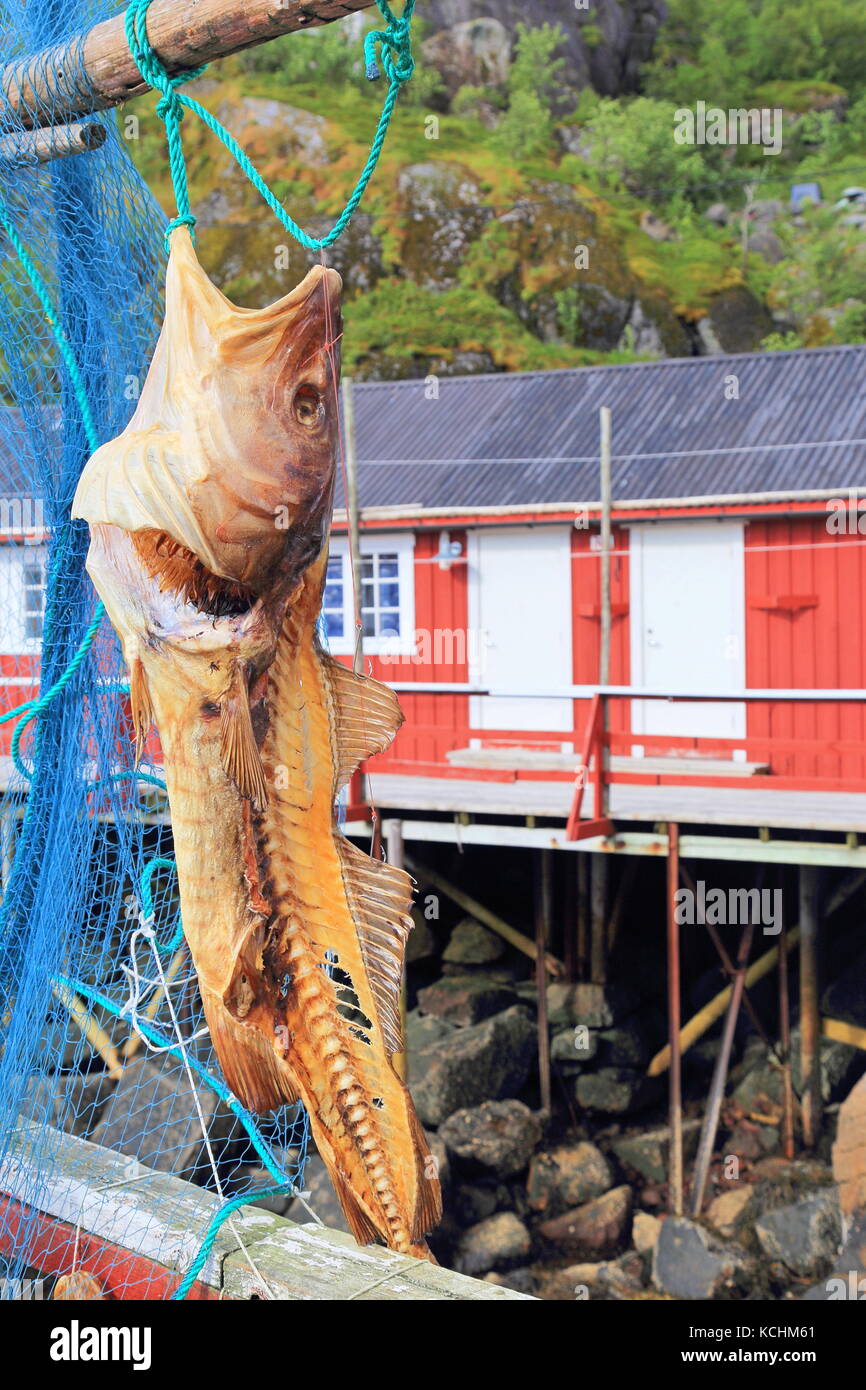 Dried cod fish in traditional fishing village of Nusfjord in Lofoten