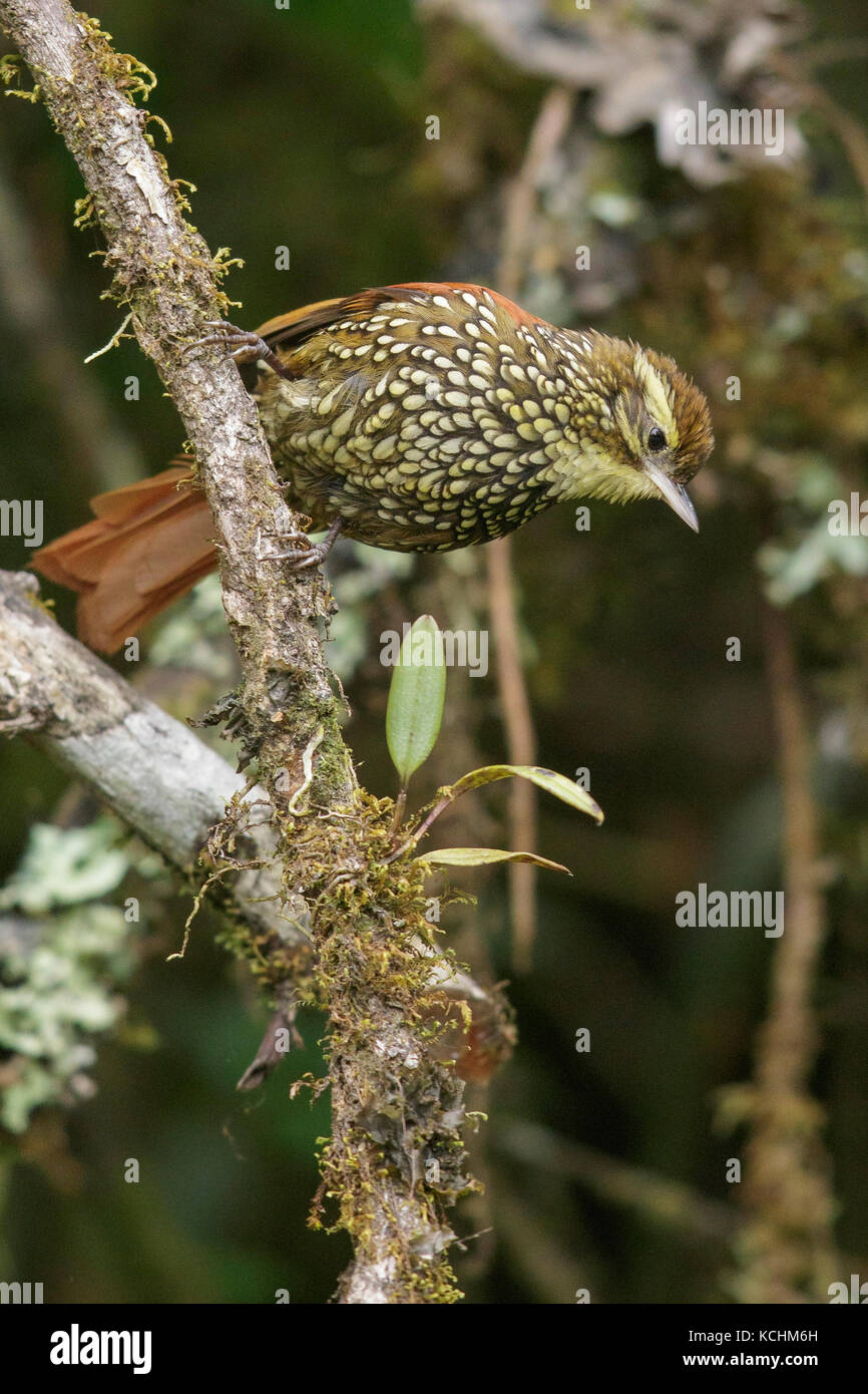 Pearled Treerunner (Margarornis squamiger) perched on a branch in the mountains of Colombia, South America. Stock Photo