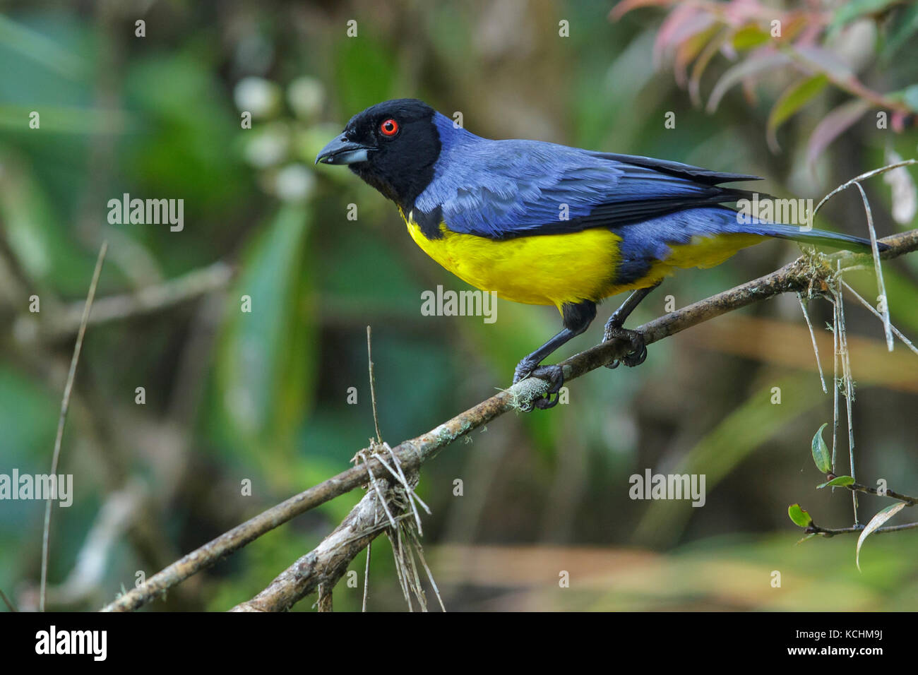 Hooded Mountain-Tanager (Buthraupis montana) perched on a branch in the mountains of Colombia, South America. Stock Photo