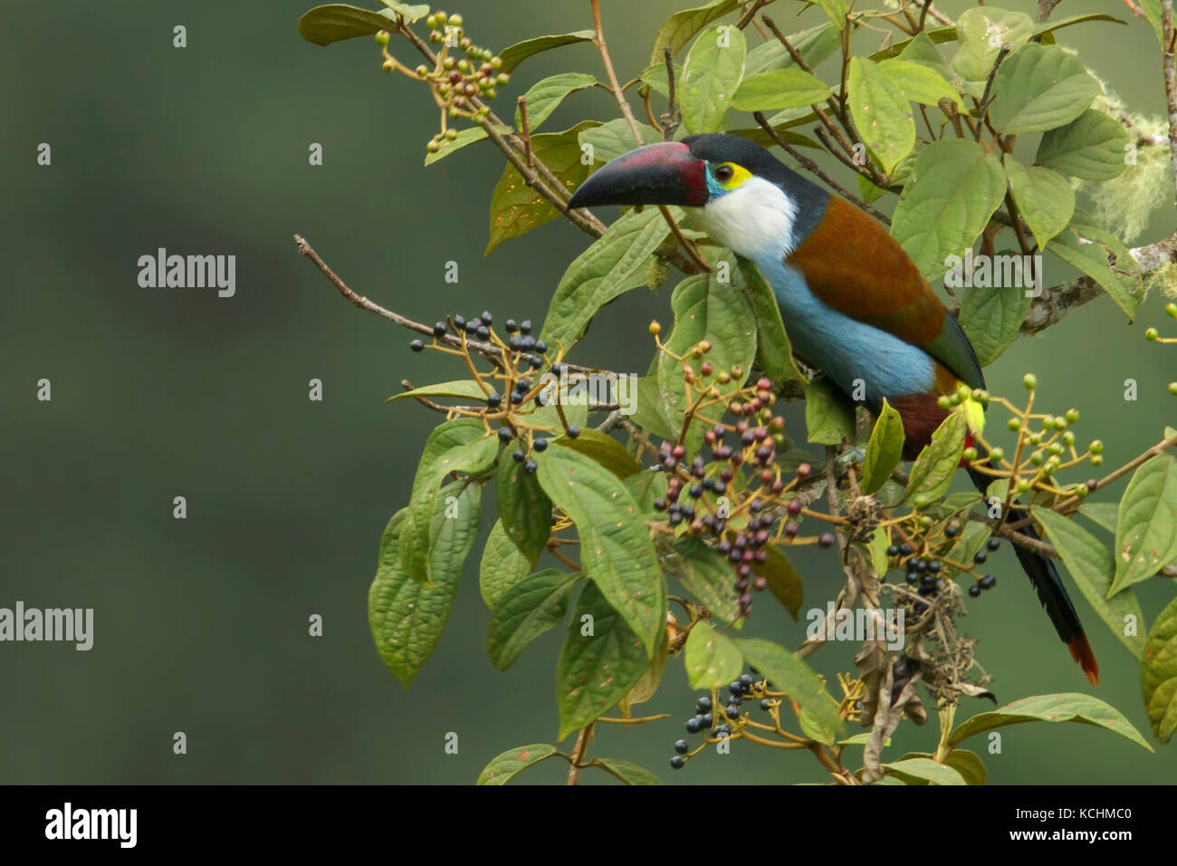 Black-billed Mountain Toucan (Andigena nigrirostris) perched on a branch in the mountains of Colombia, South America. Stock Photo