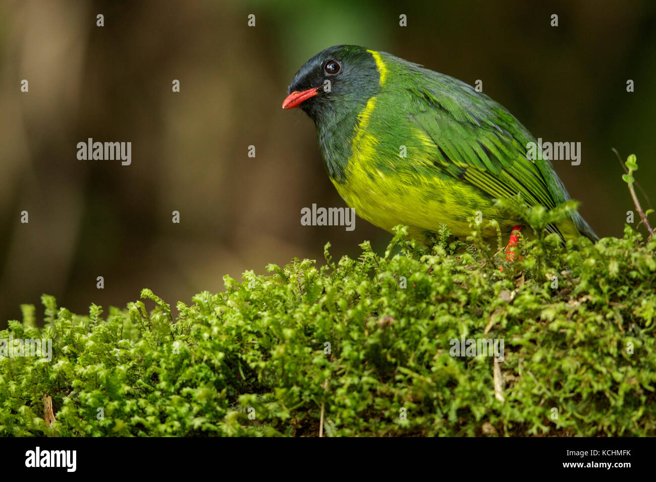 Green and Black Fruiteater (Pipreola riefferii)  perched on a branch in the mountains of Colombia, South America. Stock Photo