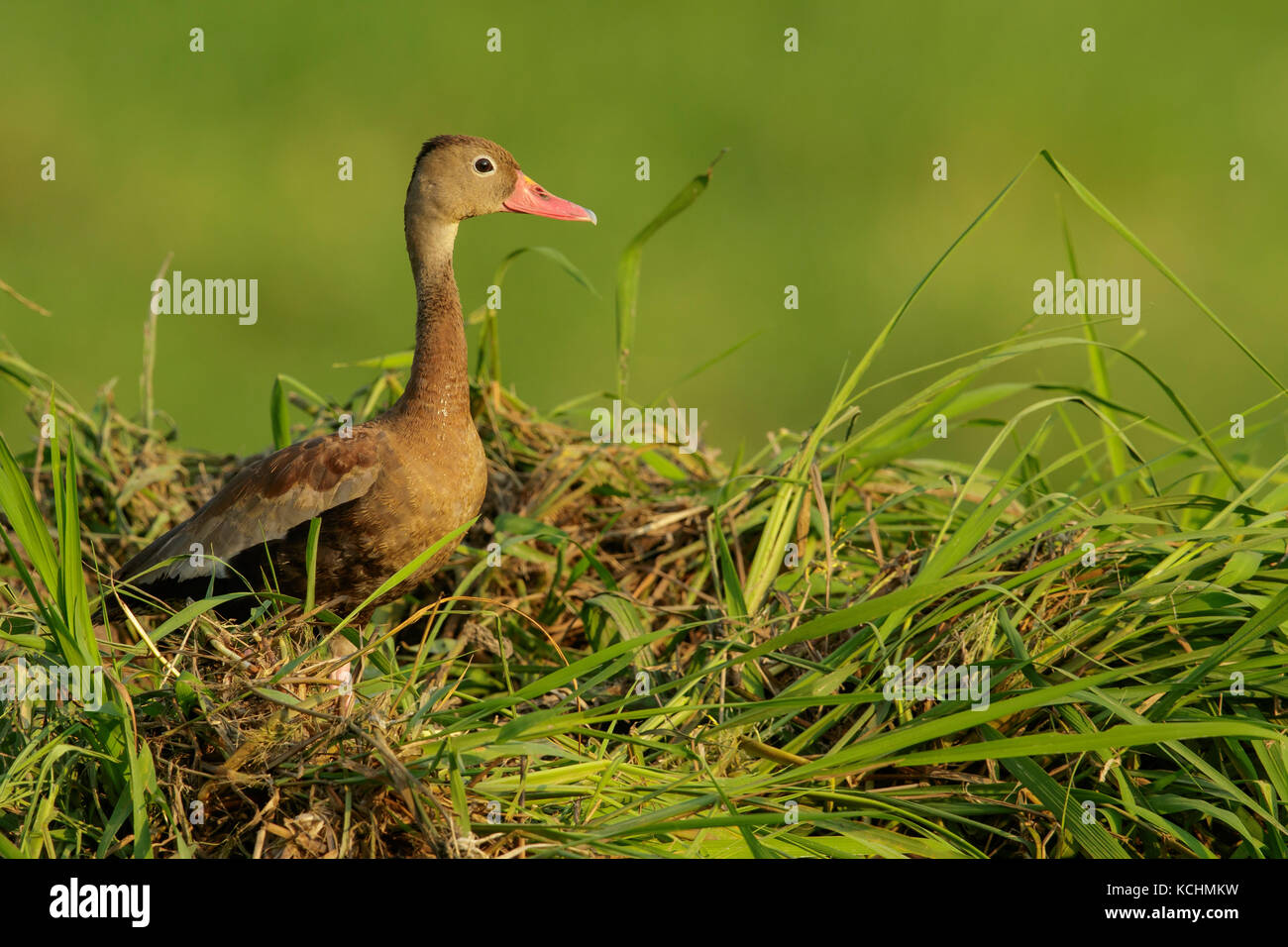 Black-bellied Whistling Duck (Dendrocygna autumnalis) perched on the ground in the mountains of Colombia, South America. Stock Photo
